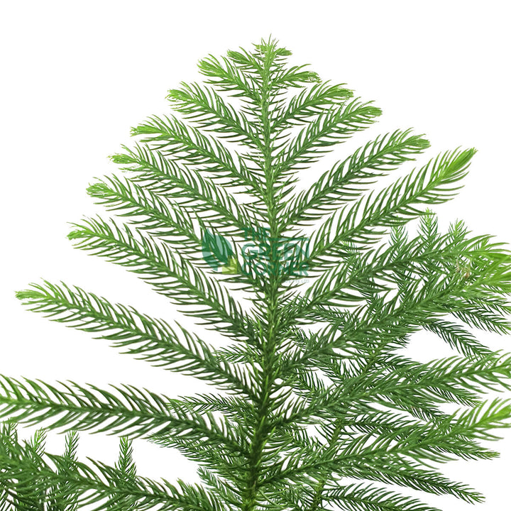 Araucaria cunninghamii Pot 260mm