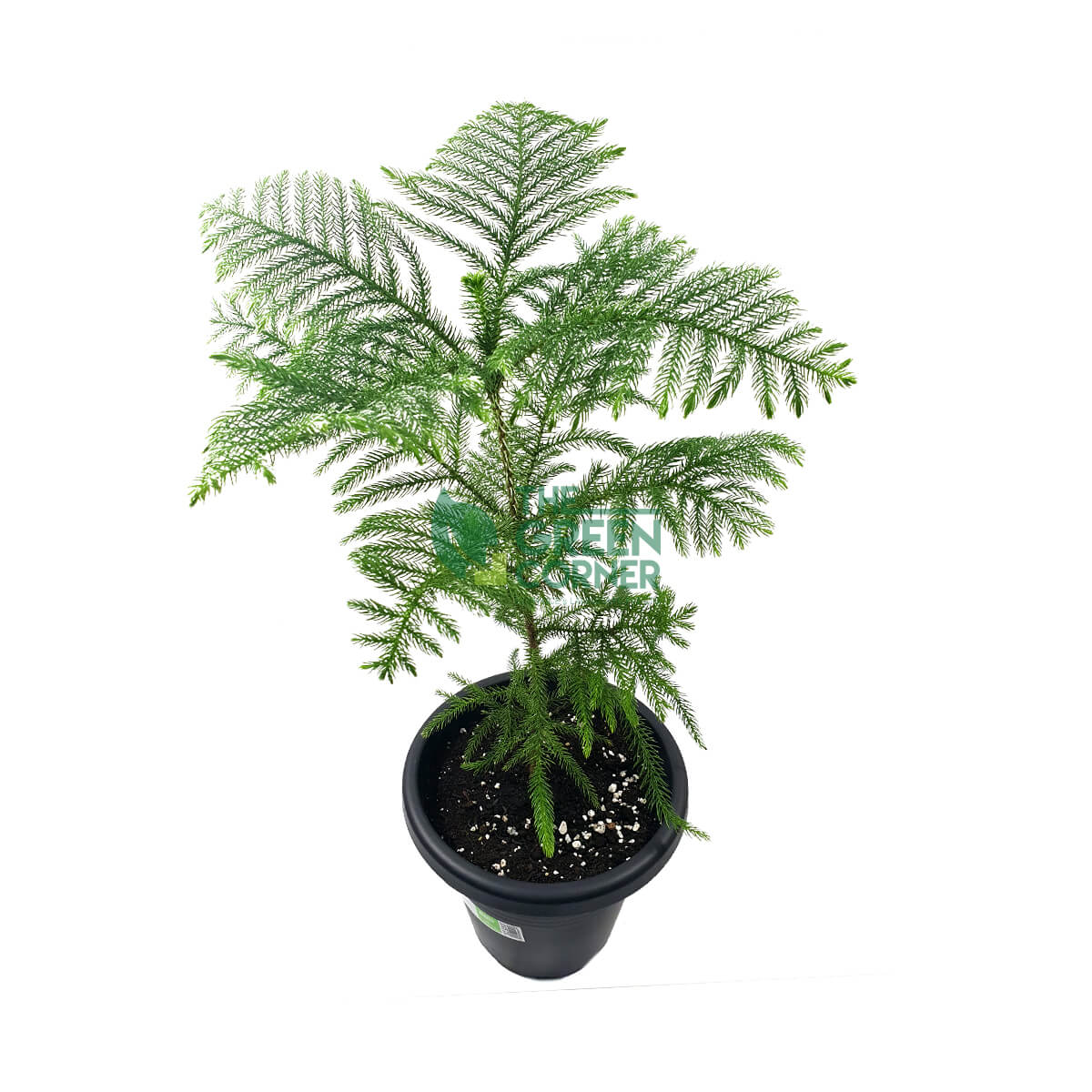 Araucaria cunninghamii Pot 260mm