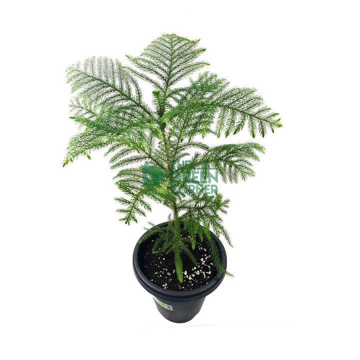 Araucaria cunninghamii Pot 260mm