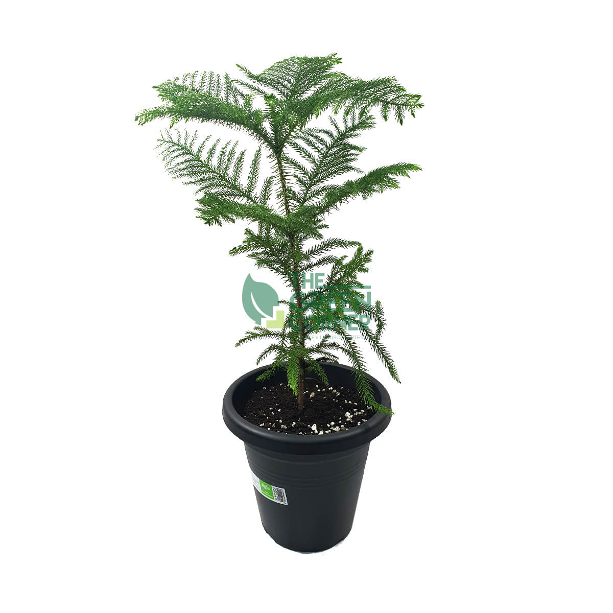 Araucaria cunninghamii Pot 260mm