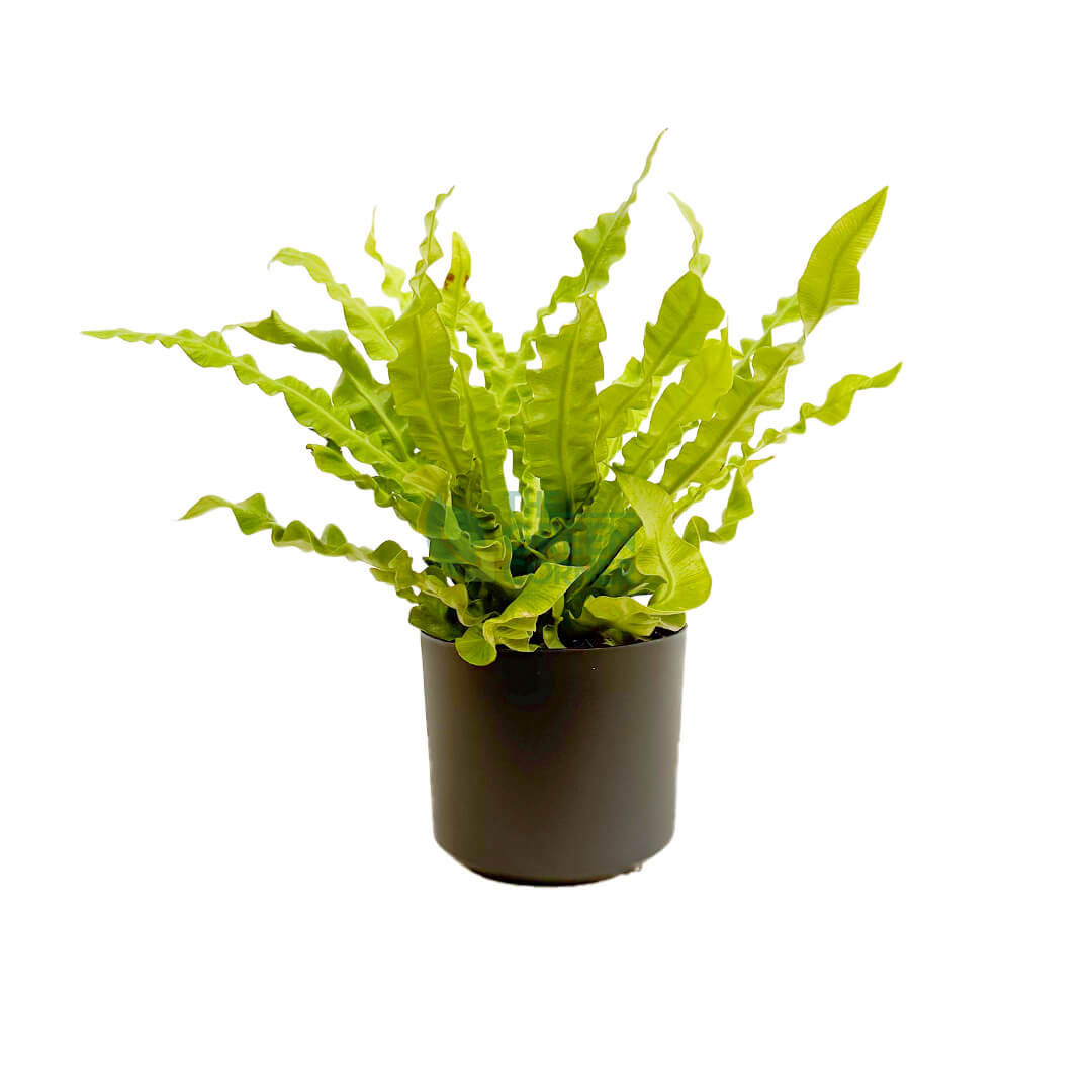 Asplenium Crispy Wave Black 1