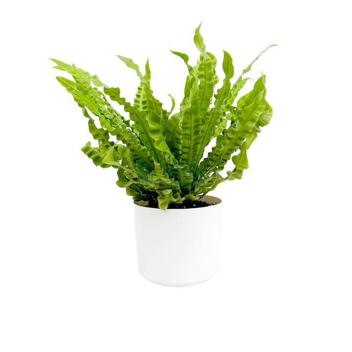 Asplenium Crispy Wave White 1