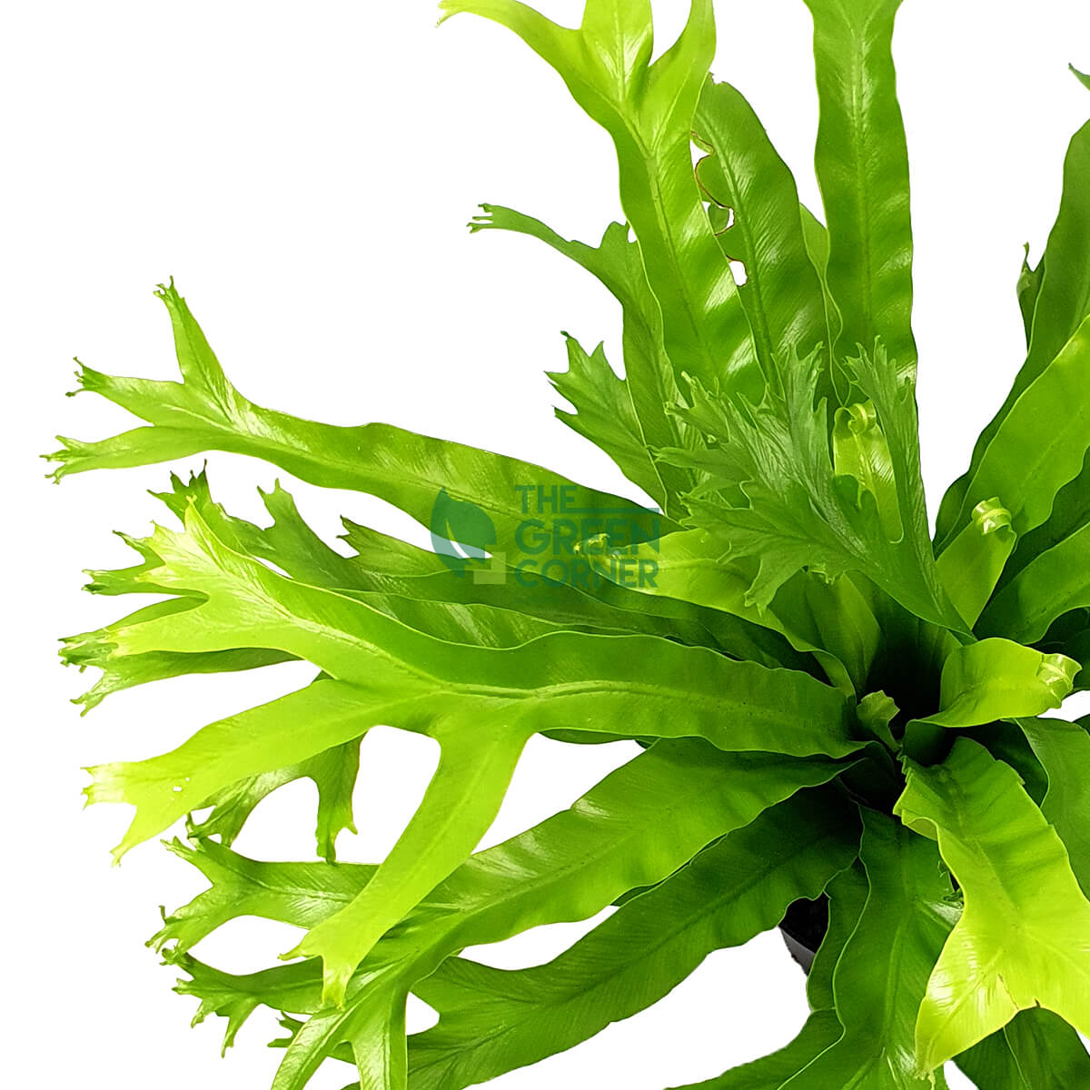 Asplenium nidus 'Bird's Nest Fern' Pot 120mm