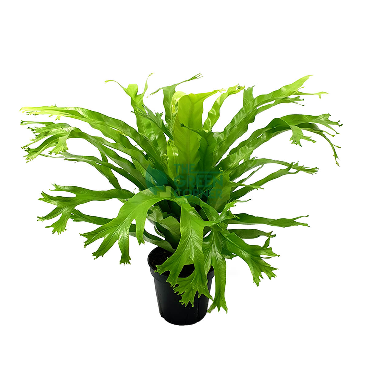 Asplenium nidus 'Bird's Nest Fern' Pot 120mm