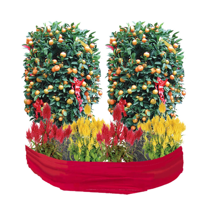 Amazing Chinese New Year Plants