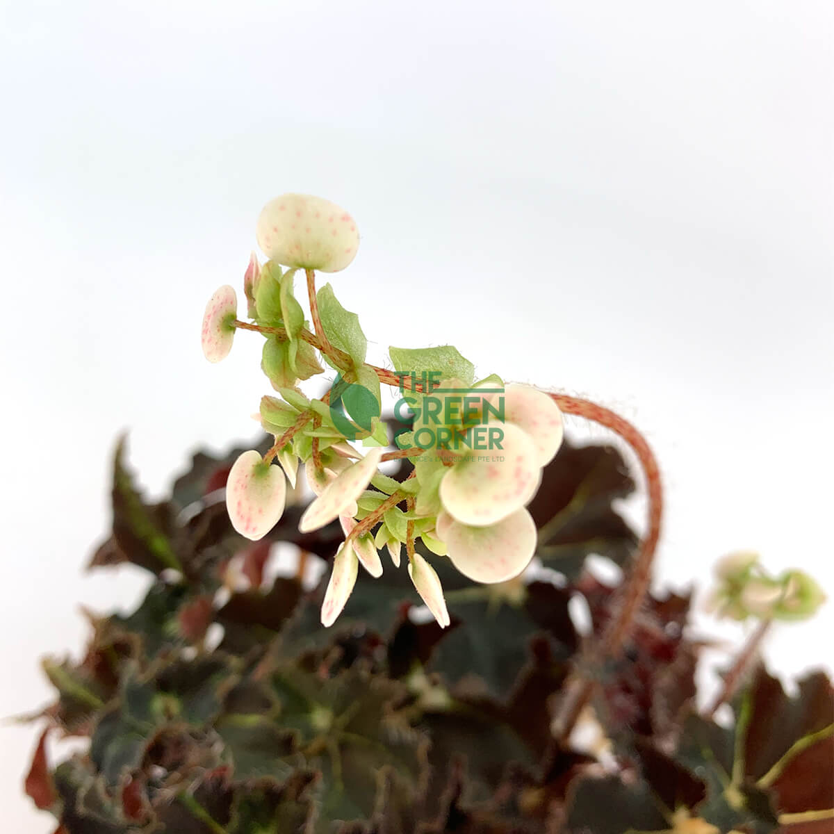 Begonia Evy Pot 120mm