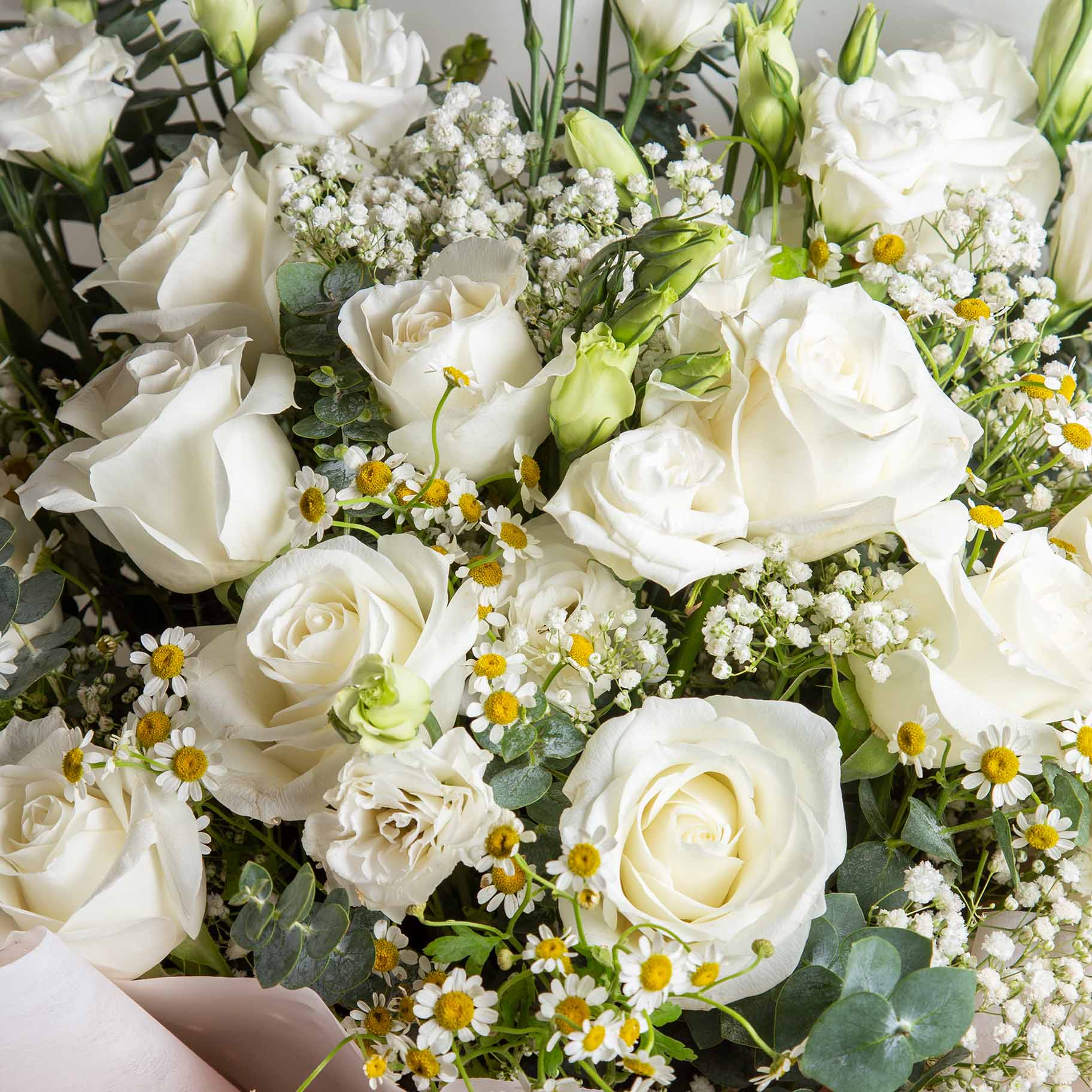 Forgiving White Roses