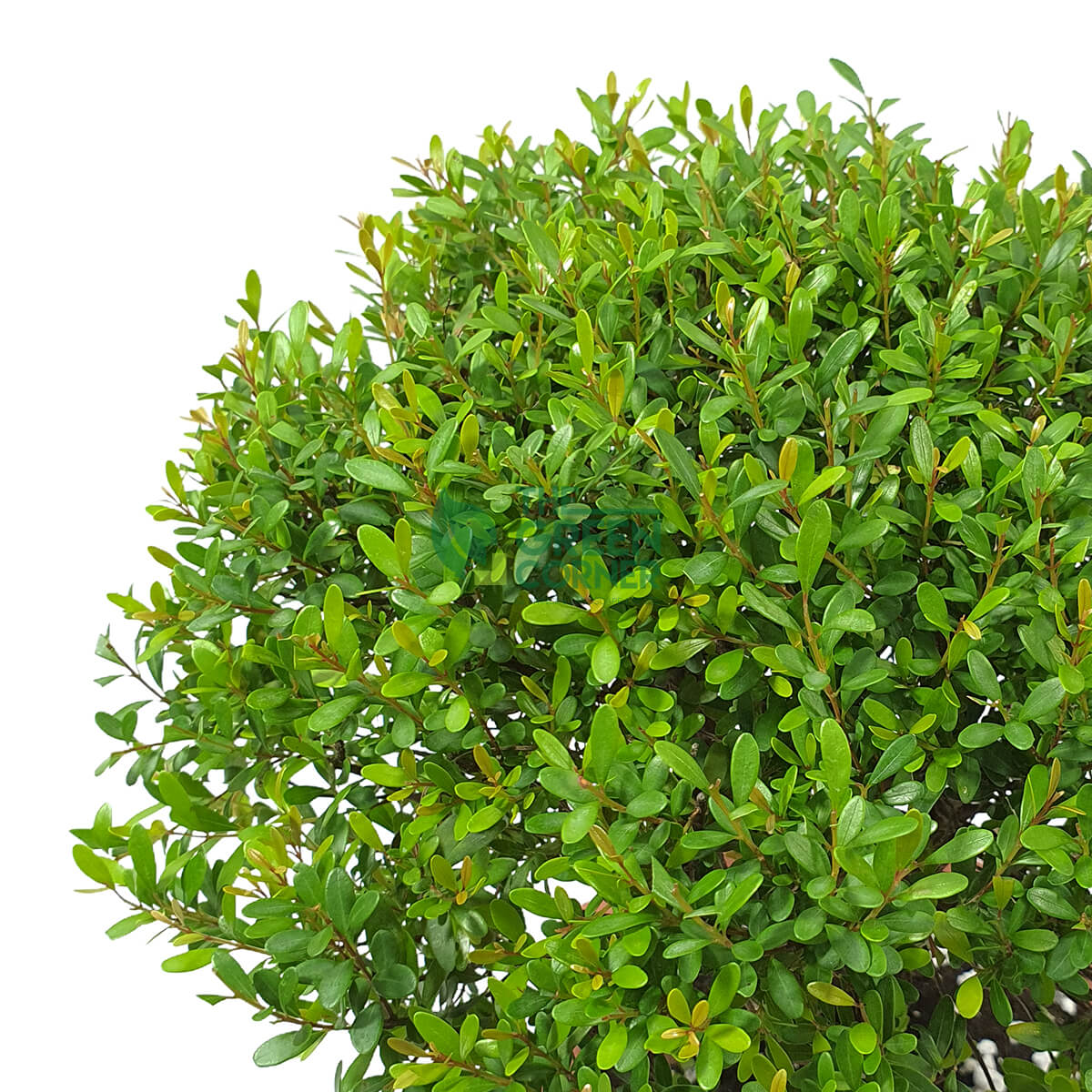Buxus Bonsai