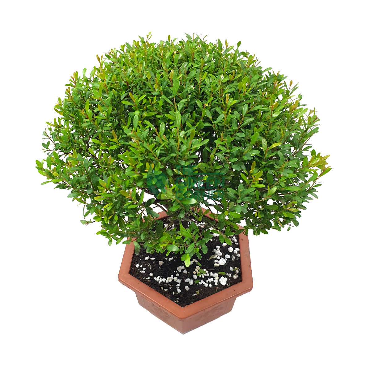 Buxus Bonsai