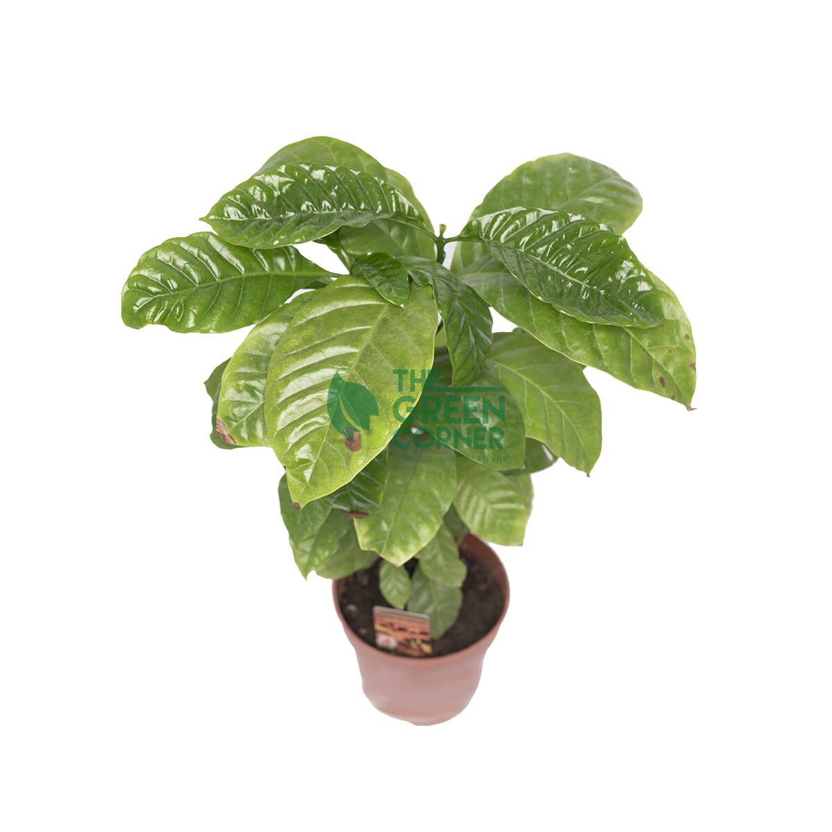Coffea Arabica (Coffee Plant)