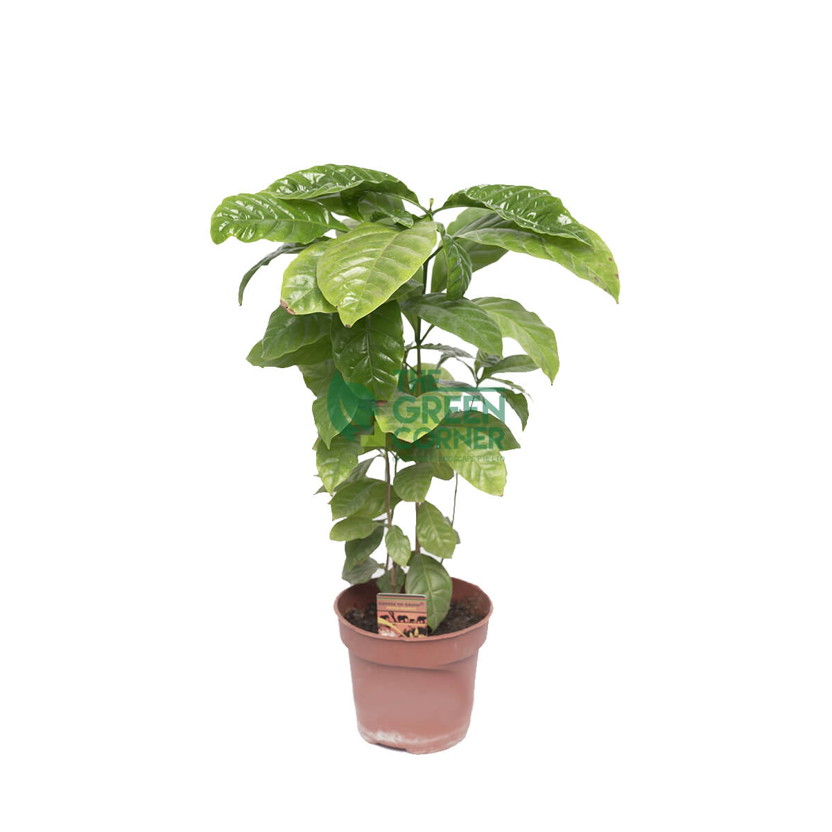 Coffea Arabica (Coffee Plant)