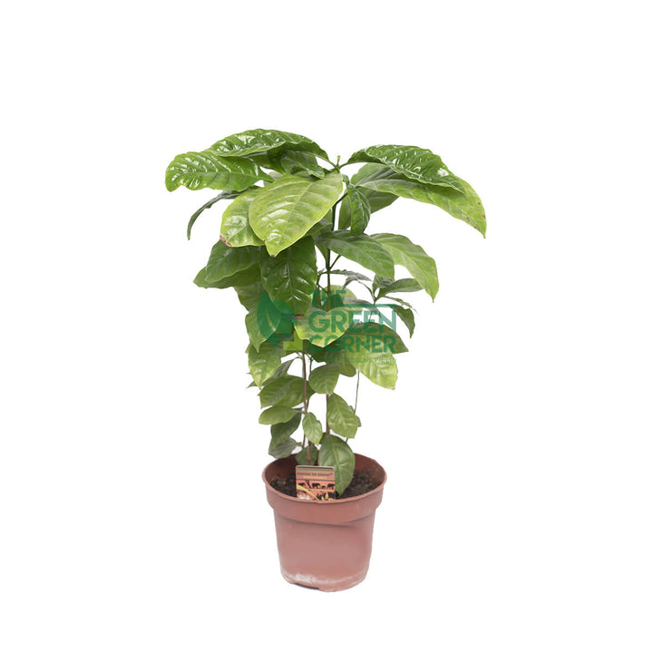 Coffea Arabica (Coffee Plant)