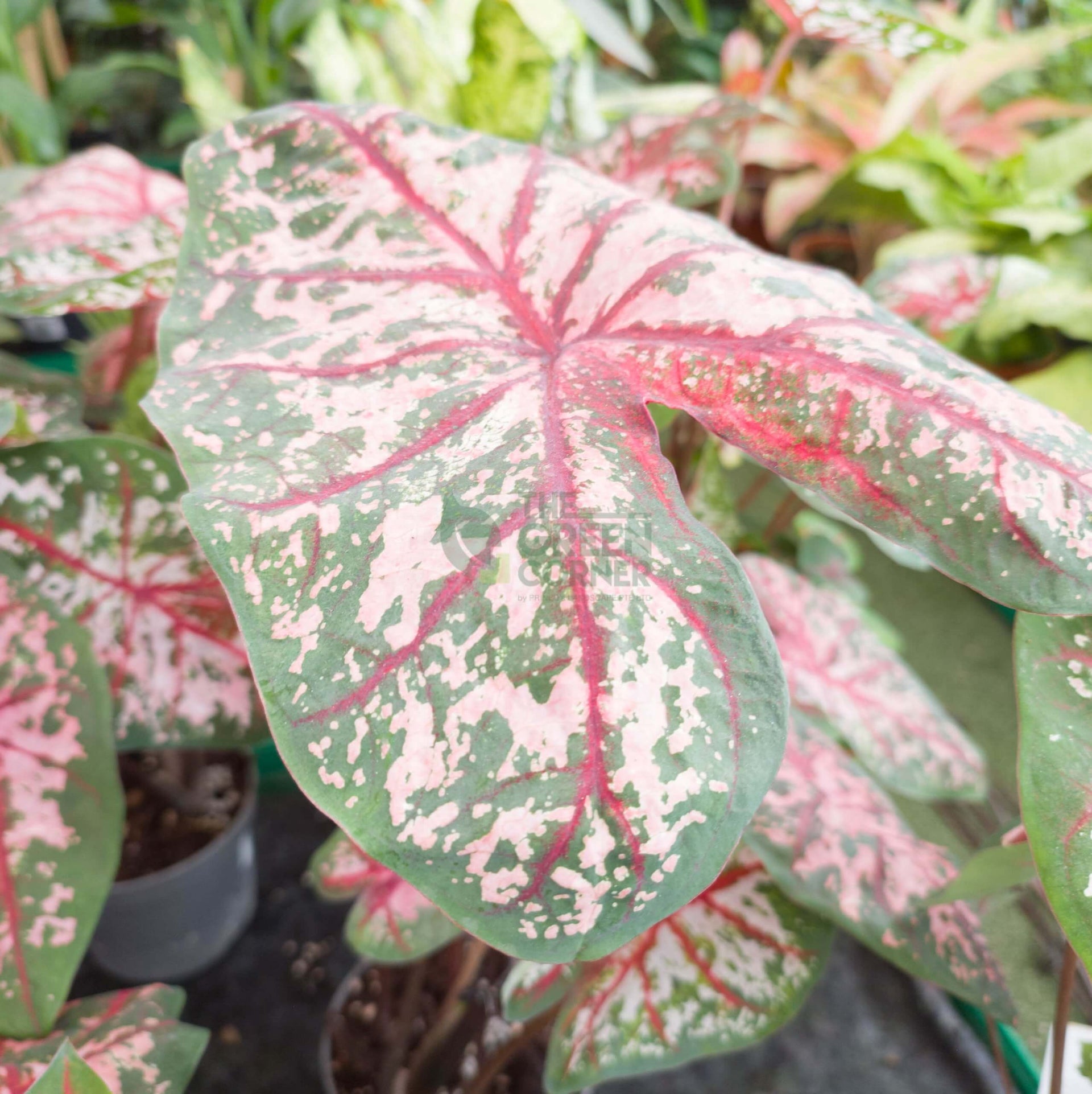 Caladium Carolyn Whorton