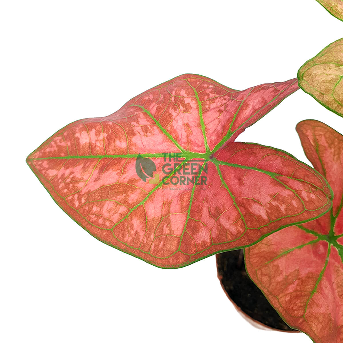 Caladium Thai Dynasty