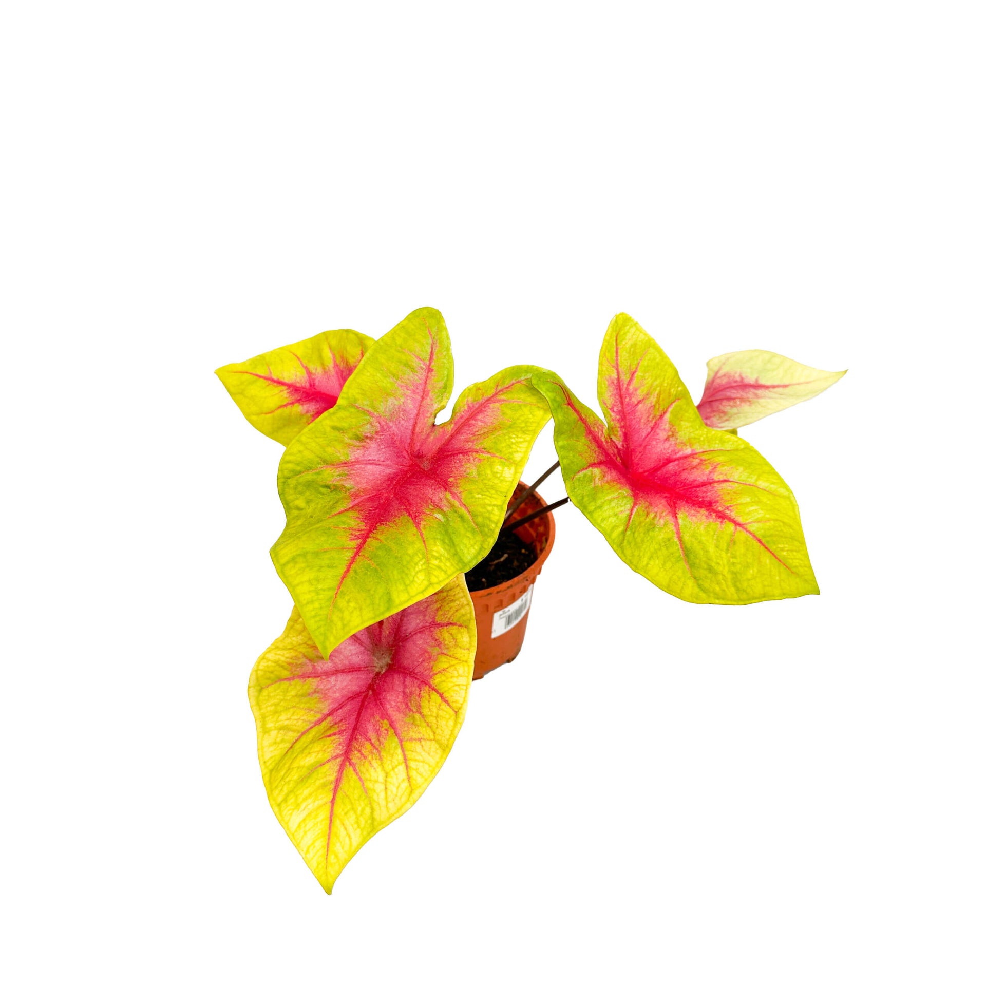 CaladiumLemonBlush