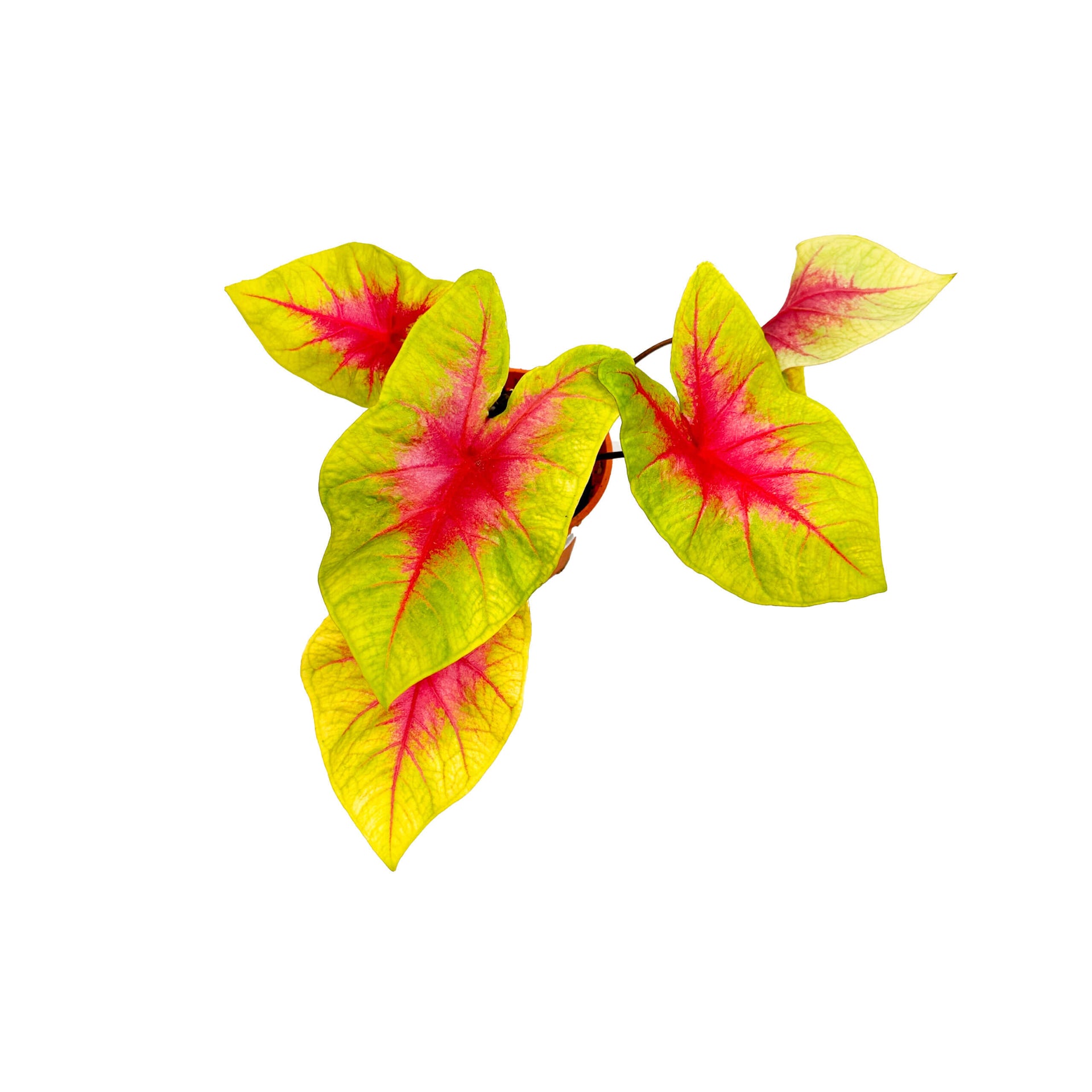 Caladium Lemon Blush