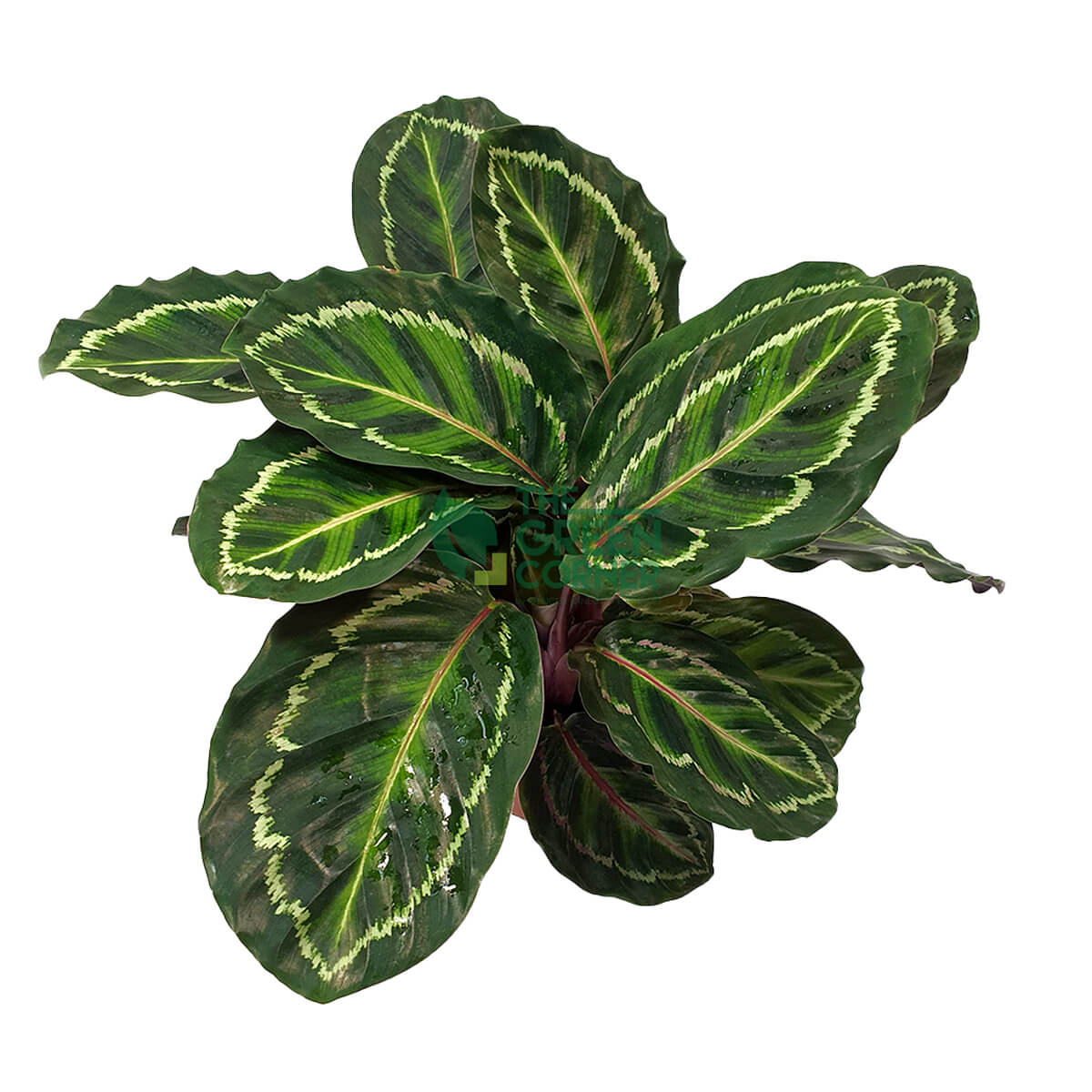 Calathea Illustris Pot 110mm