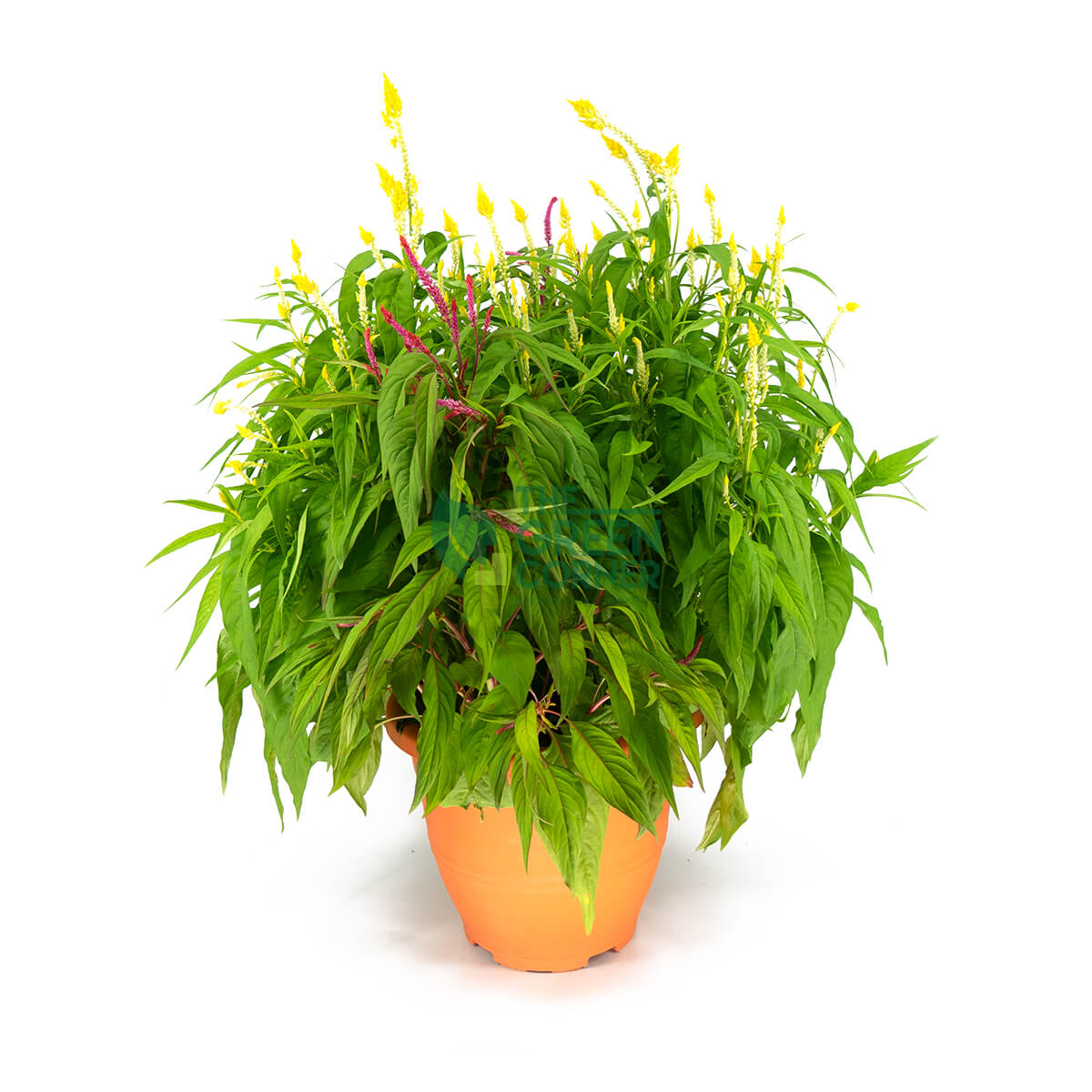 Plume Celosia