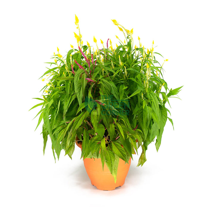 Plume Celosia