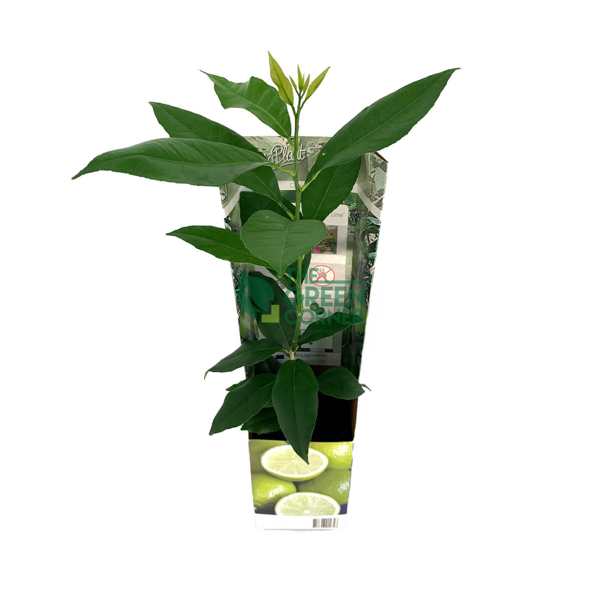 Citrus aurantifolia 'Mexican Lime' Plant