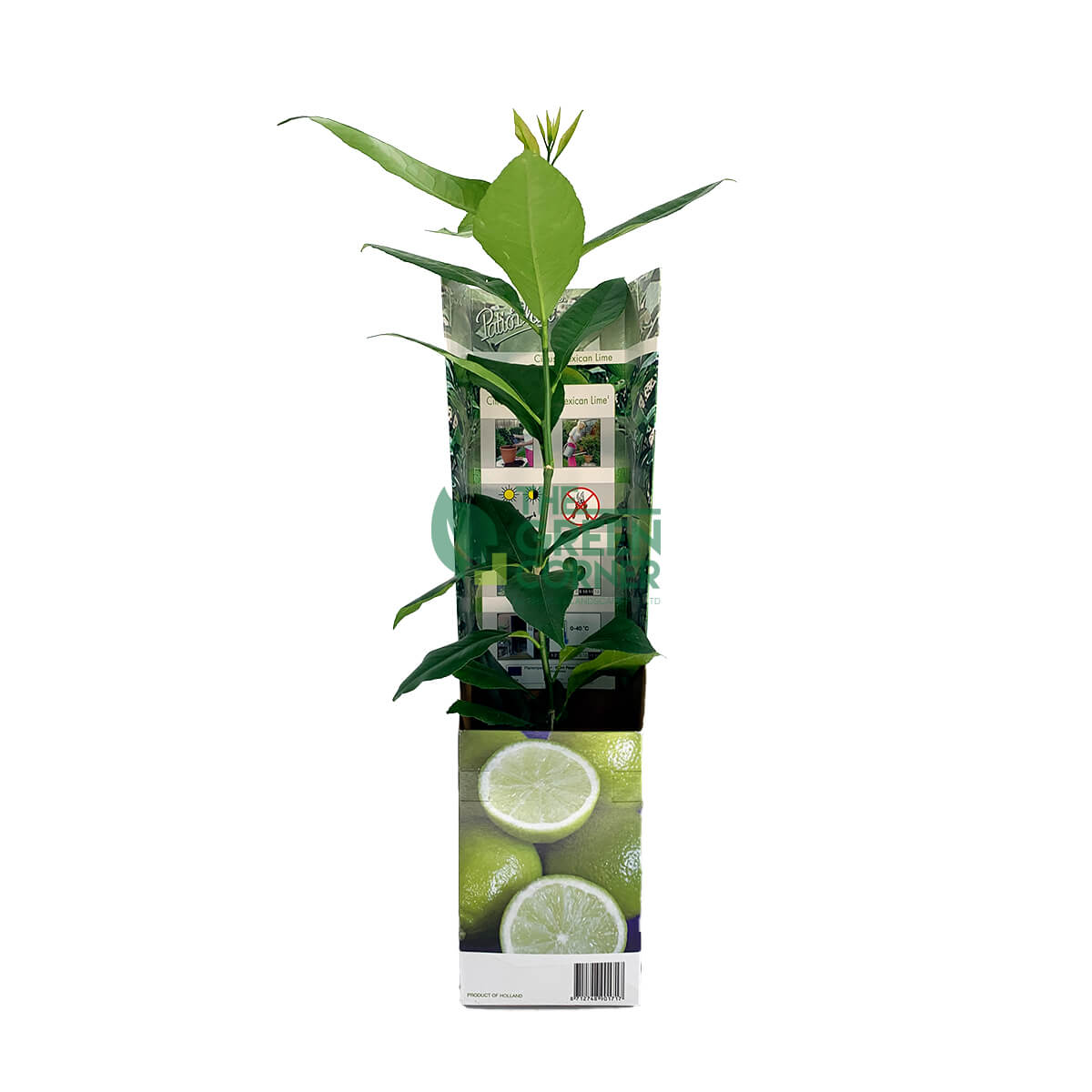 Citrus aurantifolia 'Mexican Lime' Plant