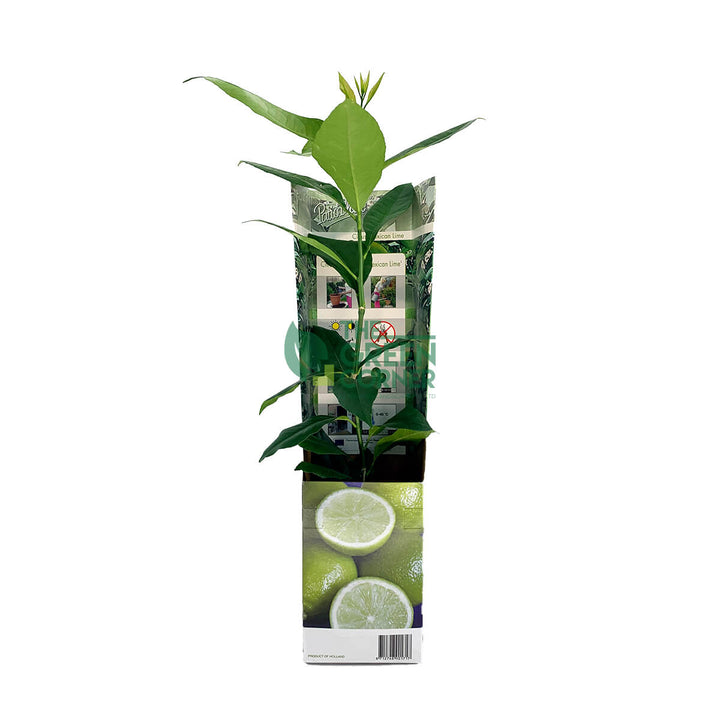 Citrus aurantifolia 'Mexican Lime' Plant