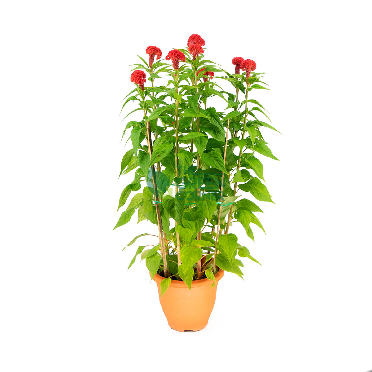 Best Chinese New Year Plants