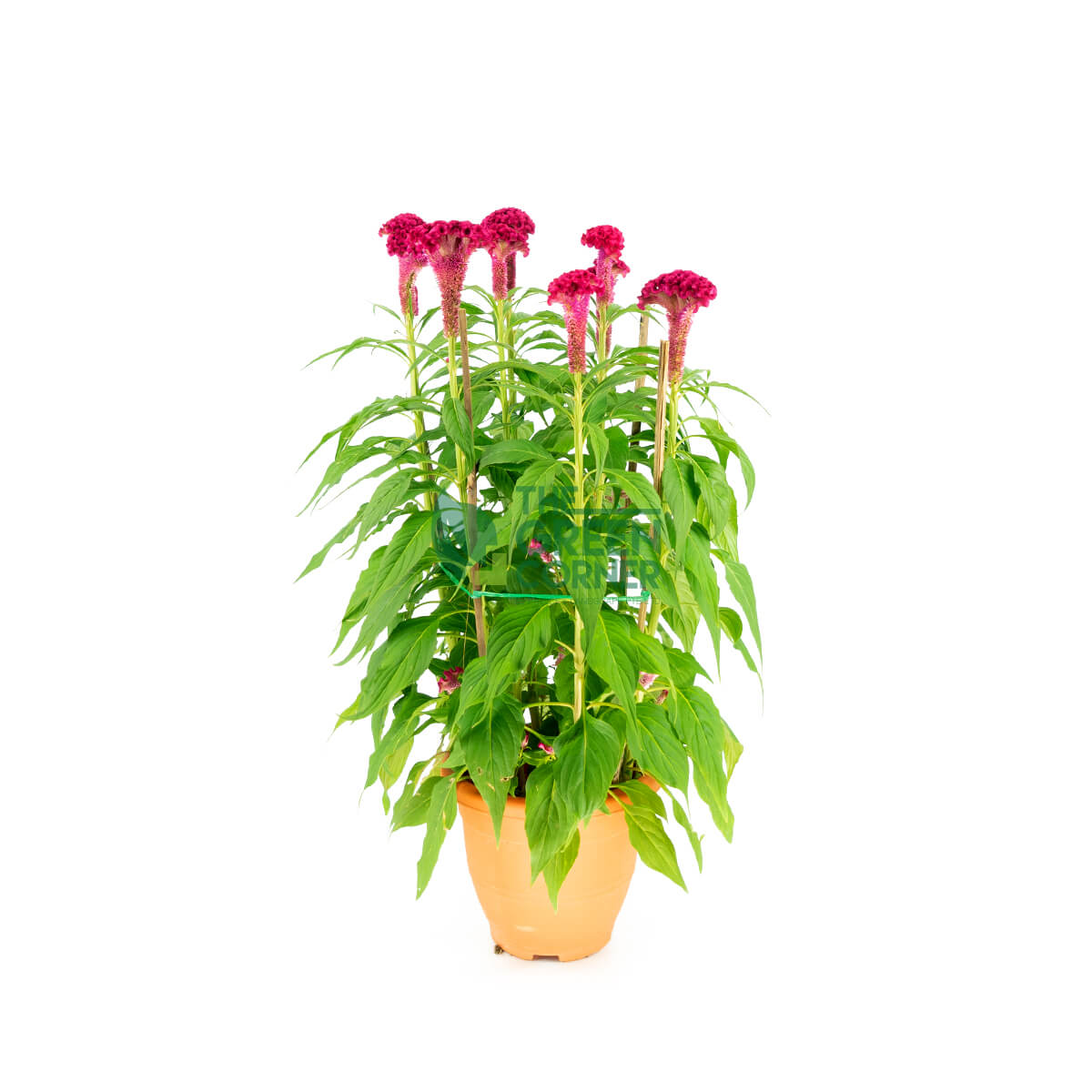 Best CNY Flower Decoration