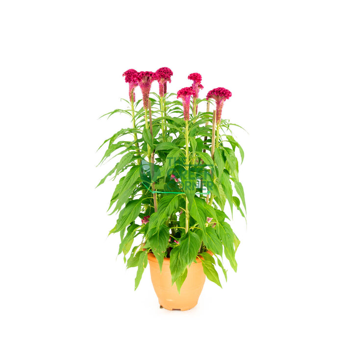 Best CNY Flower Decoration