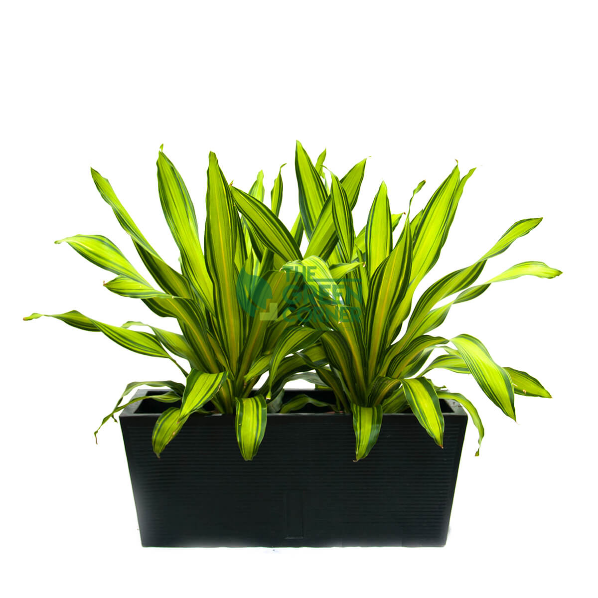 Dracaena Lemon in Box Black