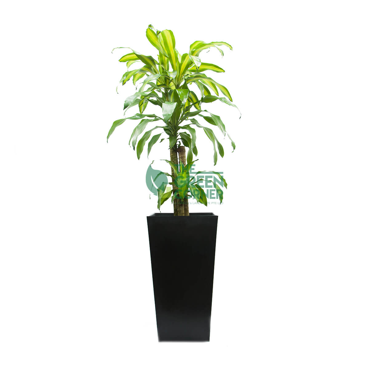 Draceana Fragrans in Industrial Black