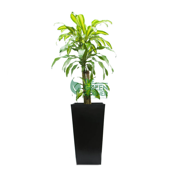 Draceana Fragrans in Industrial Black