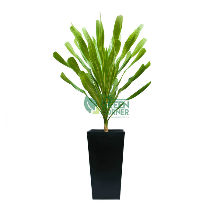 Dracaena Gymis in Industrial Black