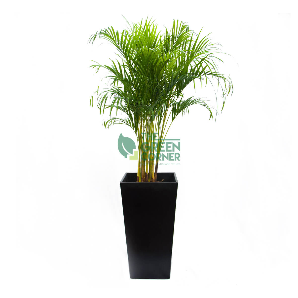 Dypsis Lutescens in Industrial Black