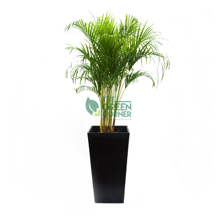 Dypsis Lutescens in Industrial Black