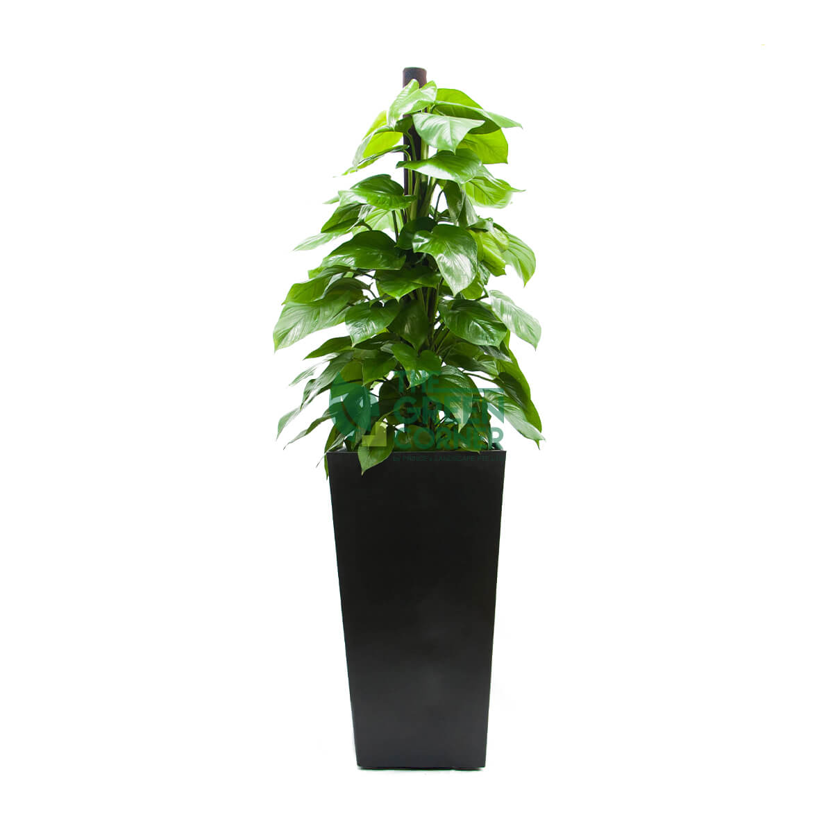 Epipremnum Aureum 'Money Plant' in Industrial Black