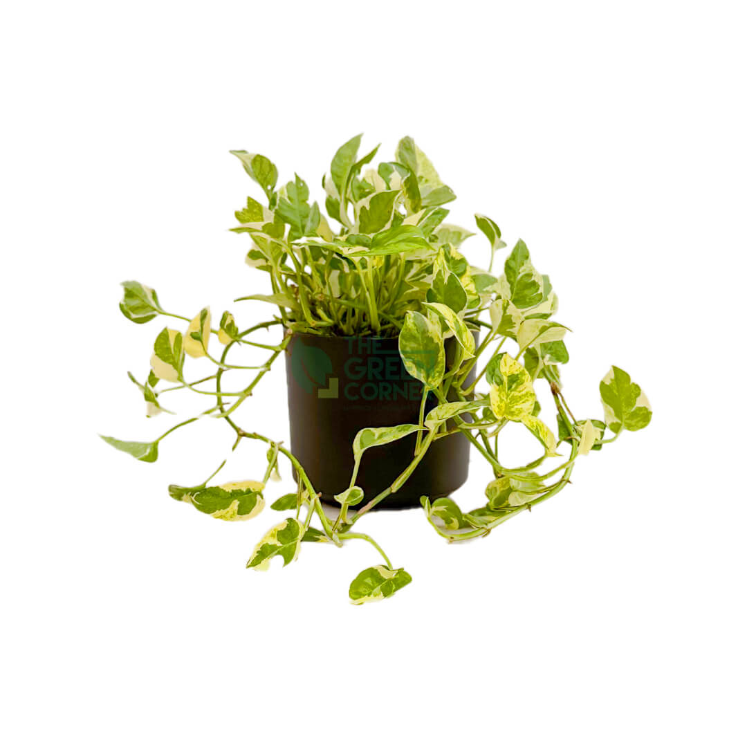 Epipremnum Aureum and Joy