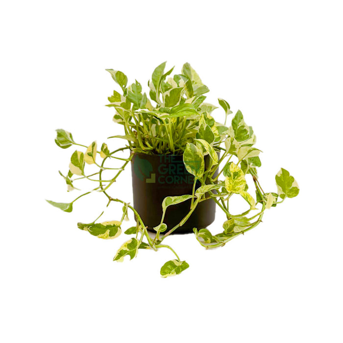 Epipremnum Aureum and Joy