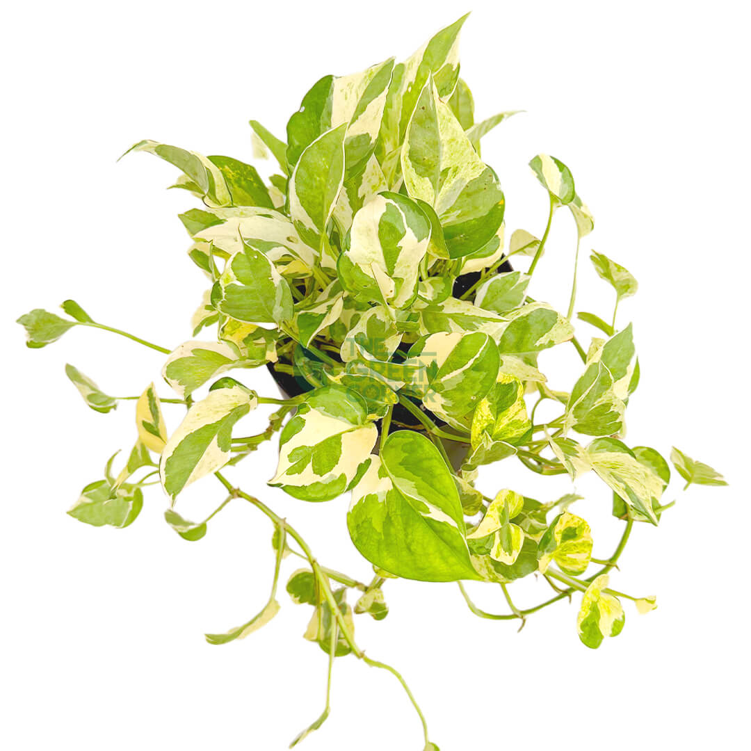Epipremnum Aureum and Joy