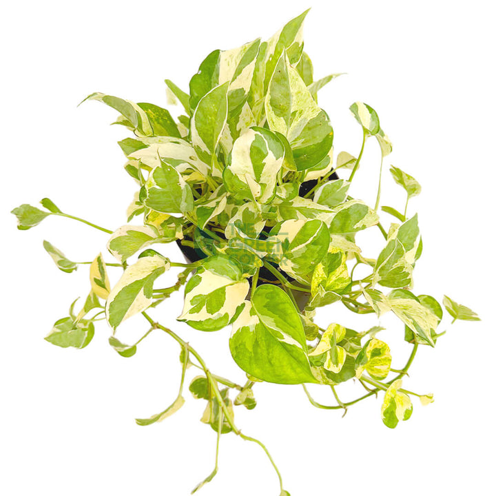 Epipremnum Aureum and Joy
