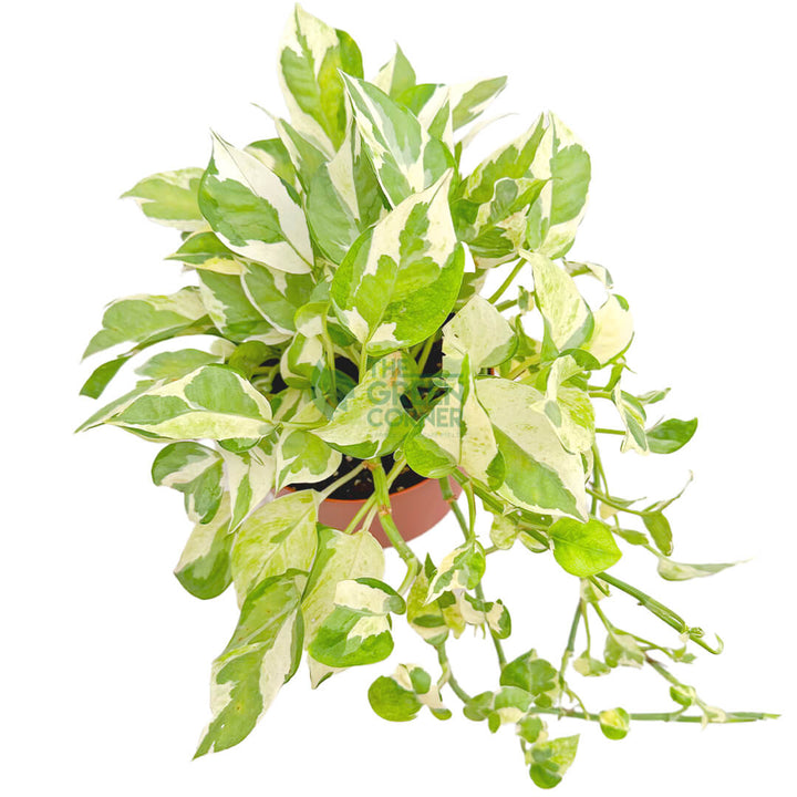 Epipremnum Aureum and Joy