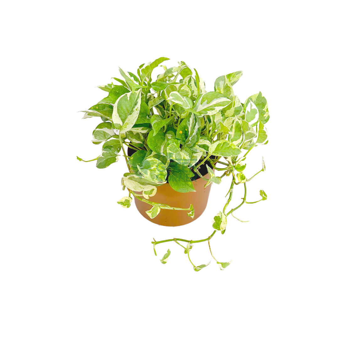 Epipremnum Aureum and Joy