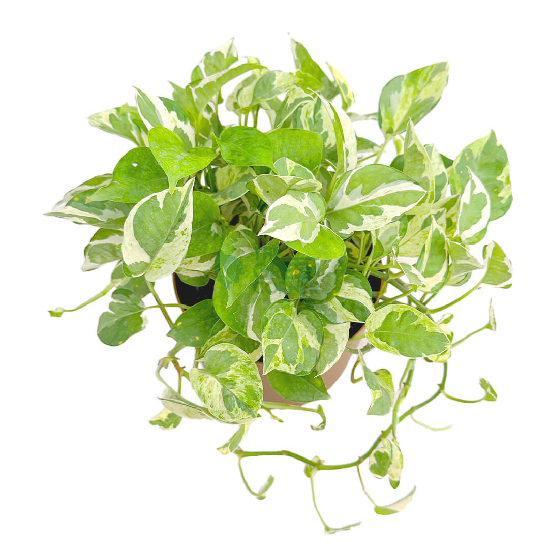 Epipremnum Aureum and Joy