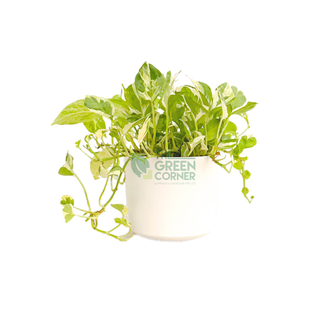 Epipremnum Aureum and Joy