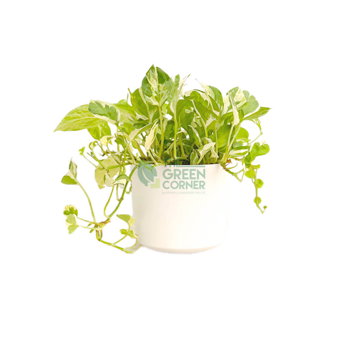 Epipremnum Aureum and Joy