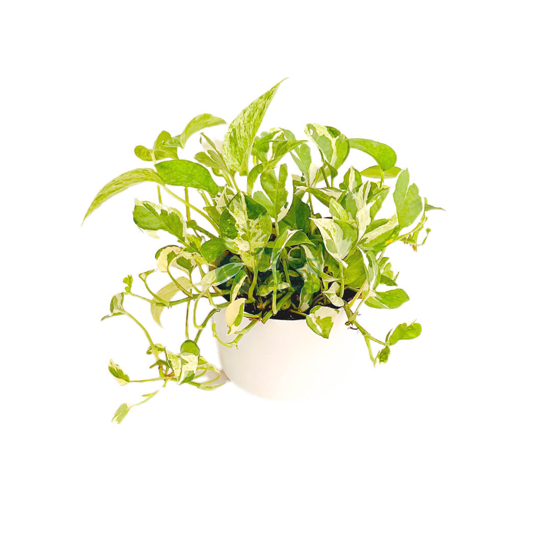 Epipremnum Aureum and Joy