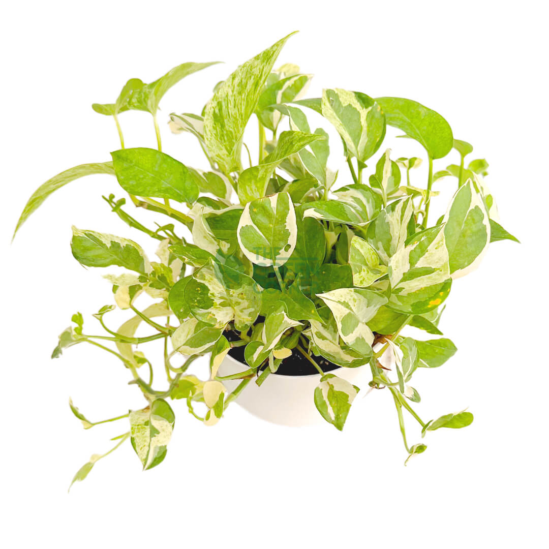 Epipremnum Aureum and Joy