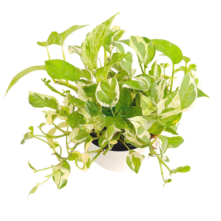 Epipremnum Aureum and Joy