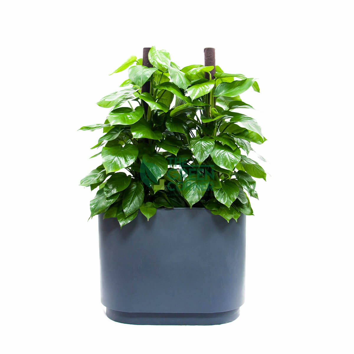 Epipremnum Aureum 'Money Plant' in Charcoal Grey