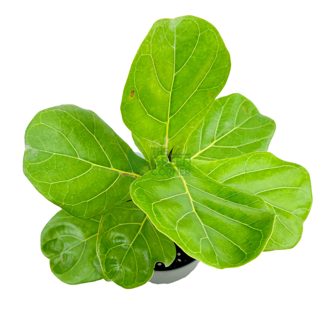 Ficus Lyrata Black 3
